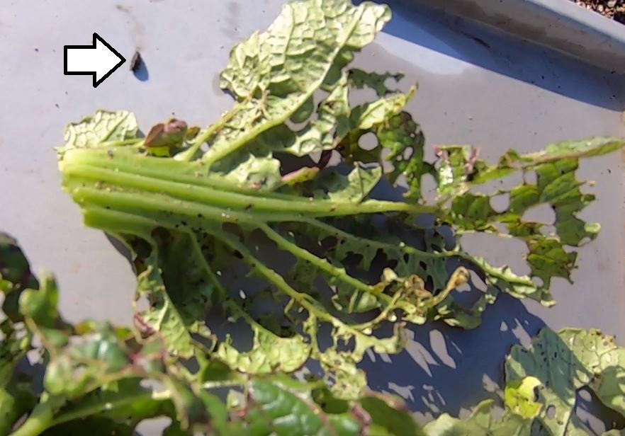 家庭菜園と害虫退治 高菜にいた害虫 ダイコンハムシorカブラハバチの幼虫 のりさんブログ