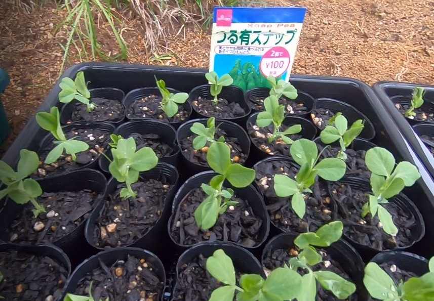 家庭菜園初心者にオススメ ダイソーの種 スナップエンドウ 絹サヤエンドウの育苗について のりさんブログ